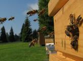 Na krajském úřadu v Liberci se zabydlí živé včely 